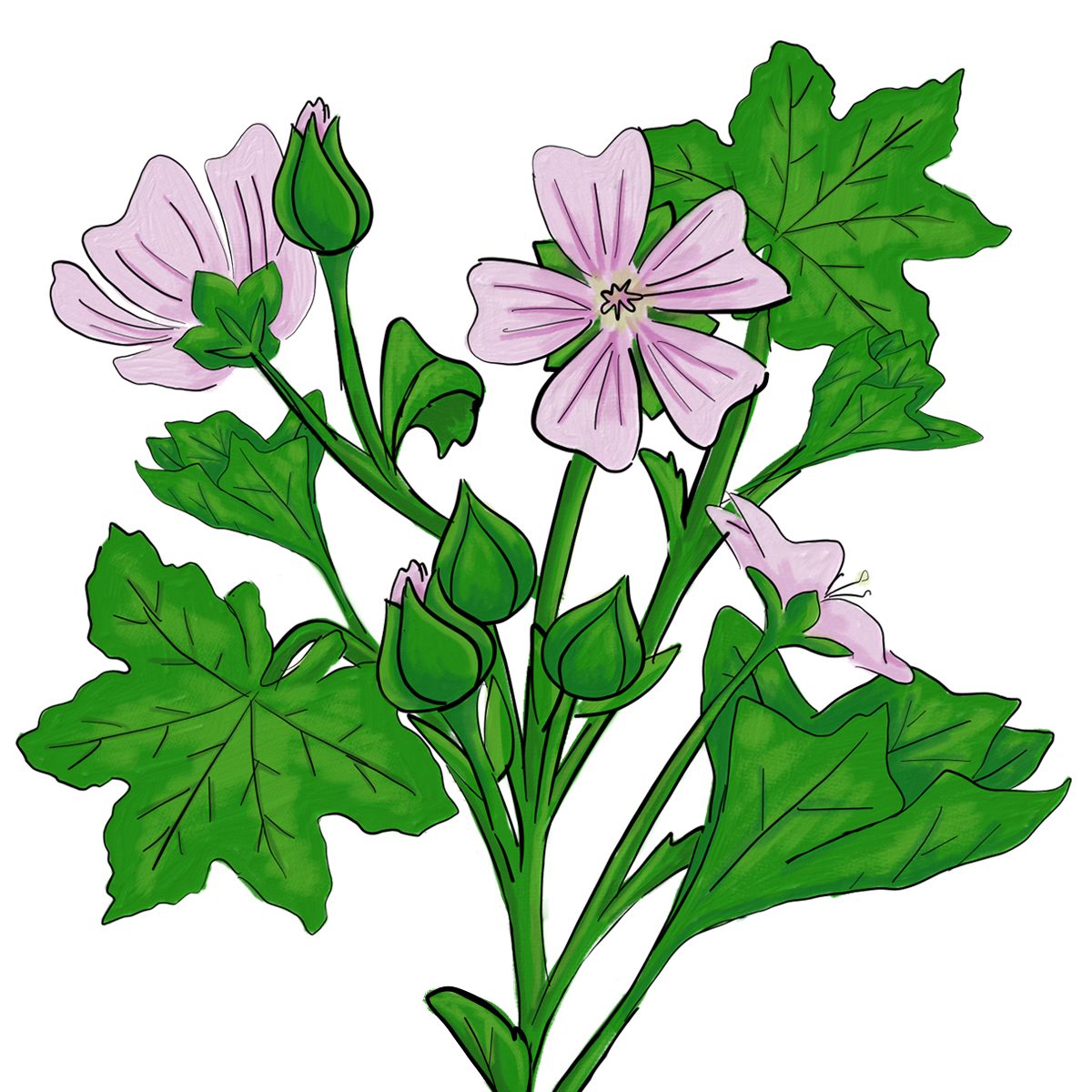 Common mallow