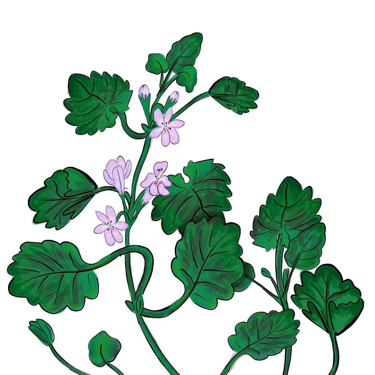 Ground ivy