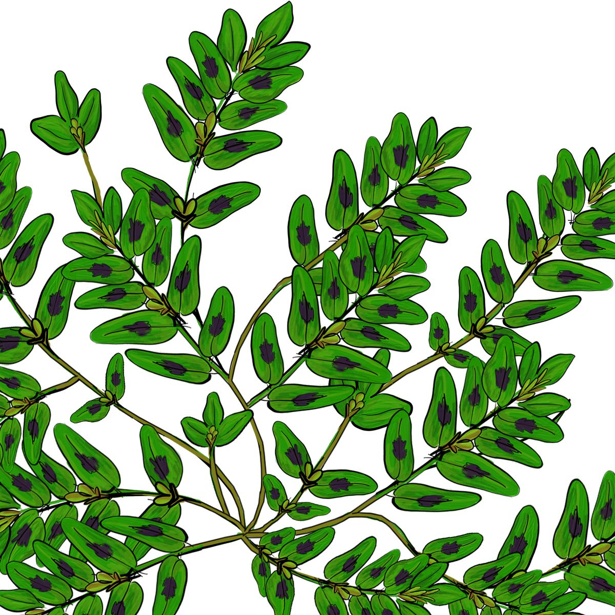 Prostrate spurge