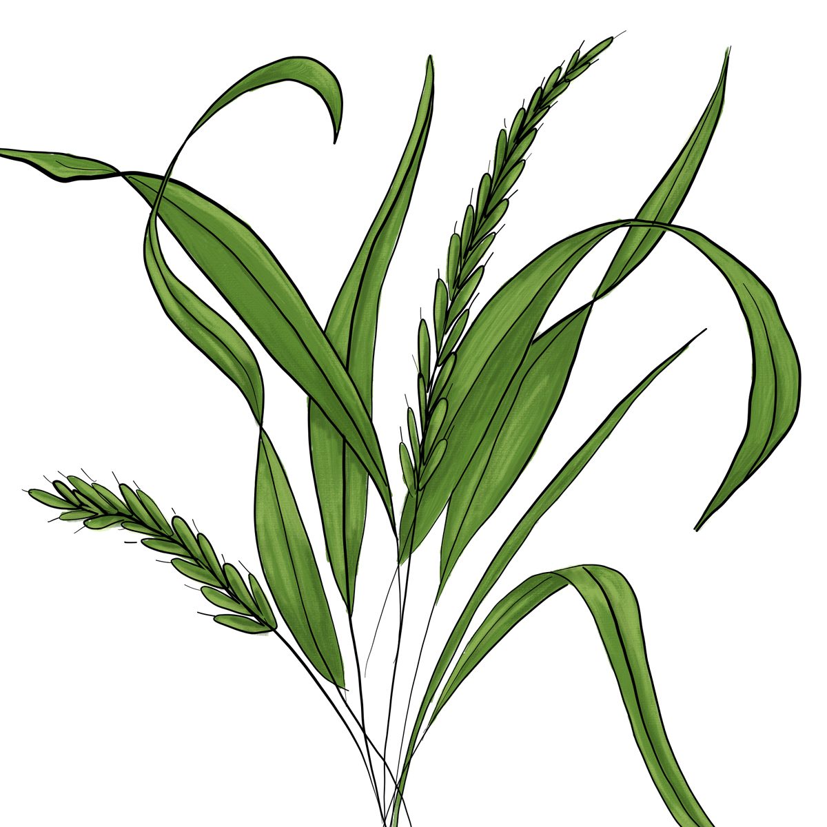 Quackgrass