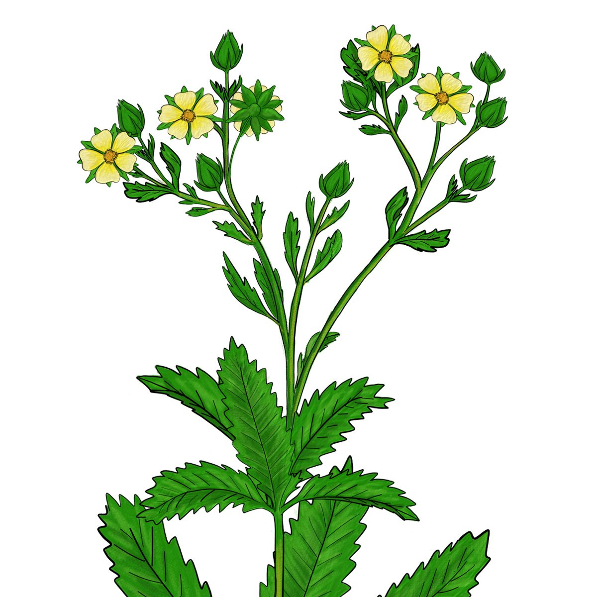 Rough cinquefoil