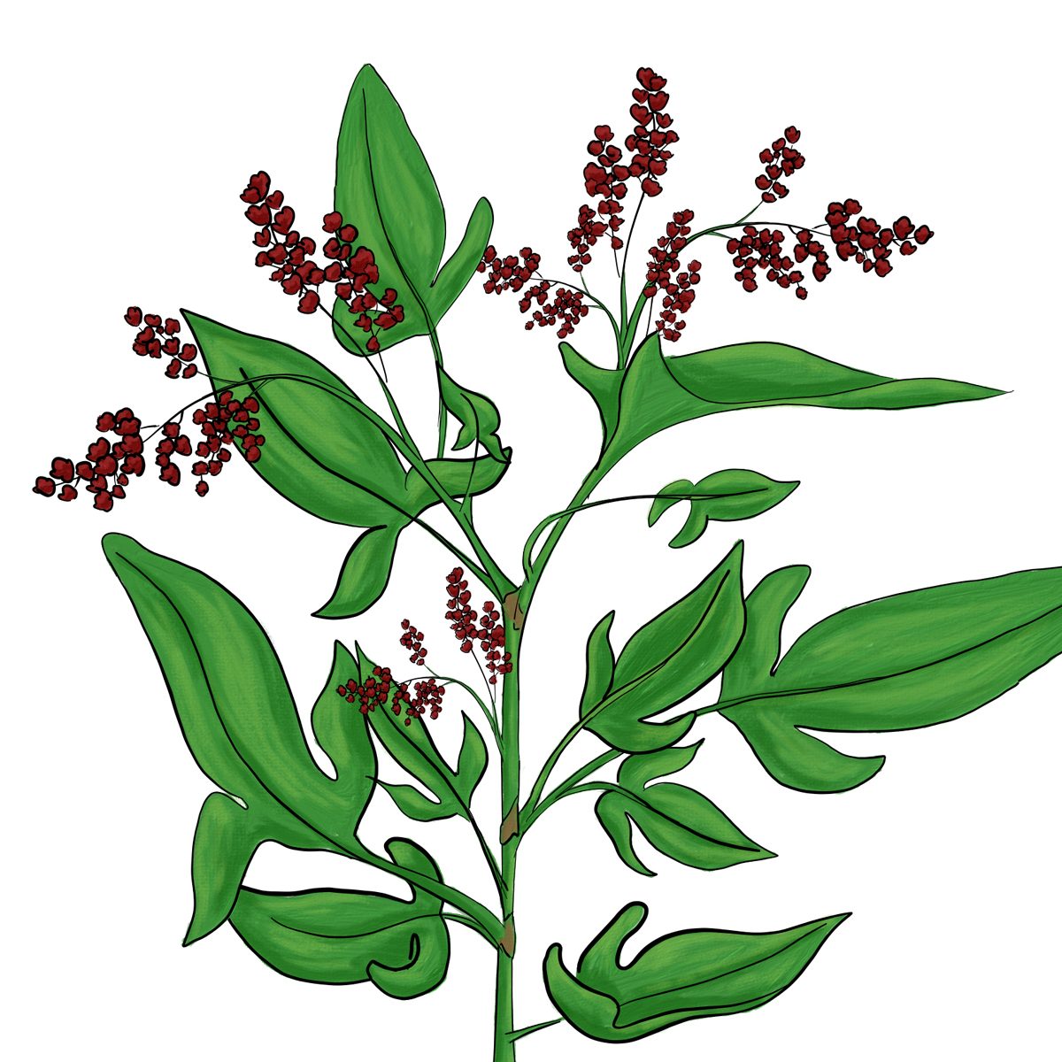 Sheep sorrel