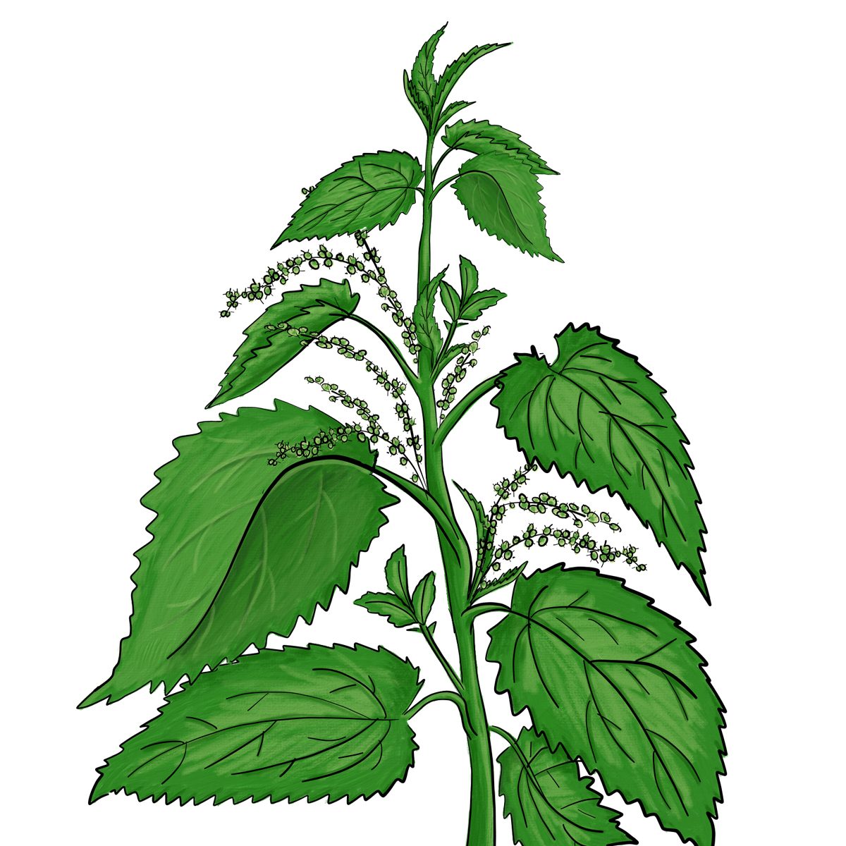 Stinging nettle