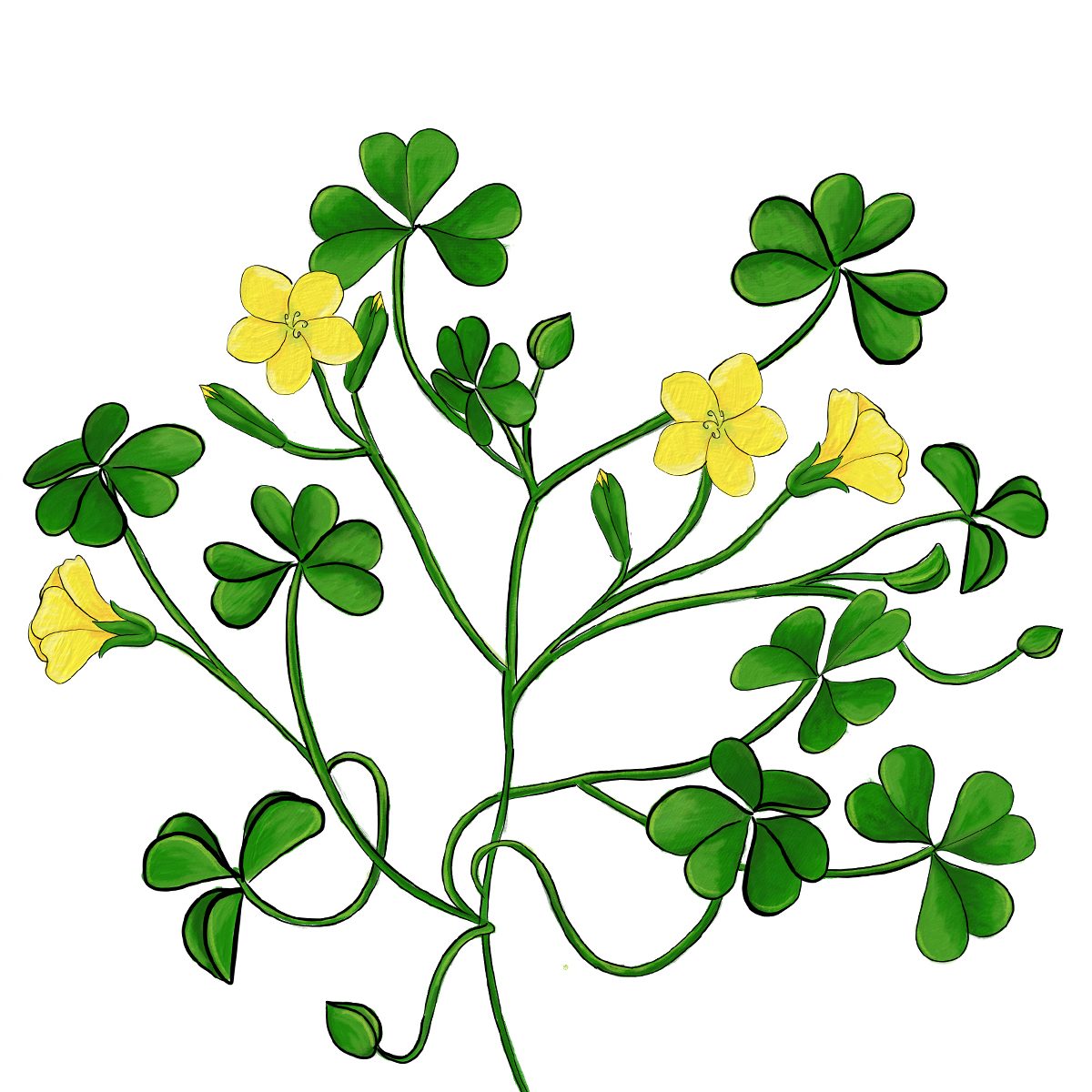 Yellow woodsorrel