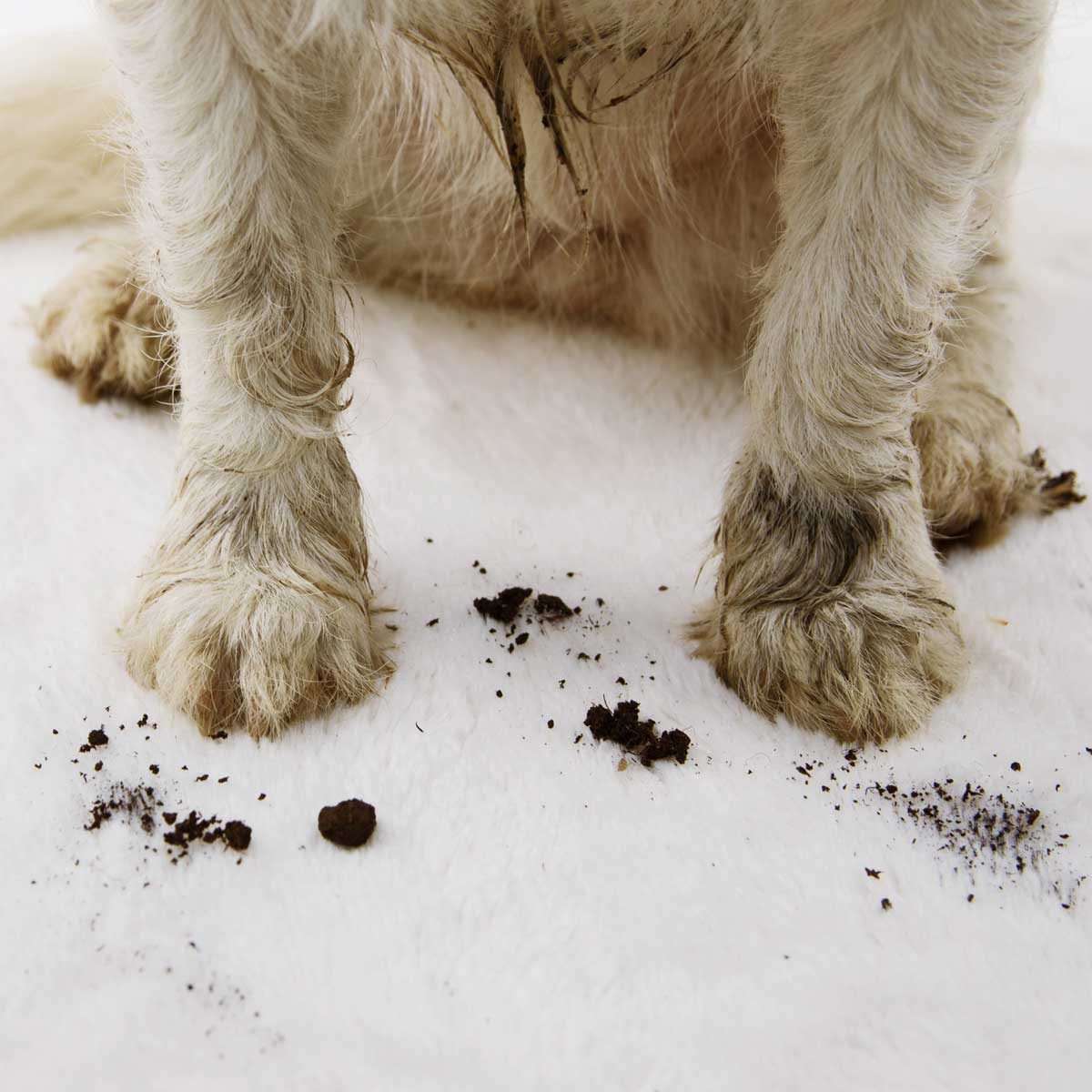 Dirty Paws Gettyimages 1146516653