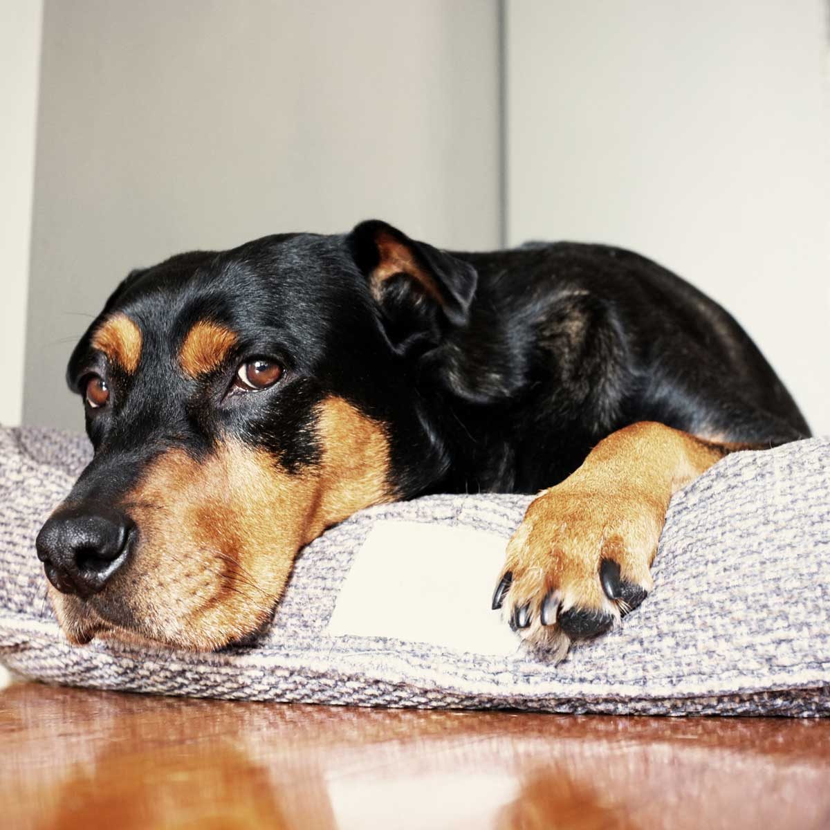 Dog Bed Gettyimages 520433124