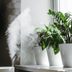 Best Indoor Plant Humidifiers and Misters for Happy Healthy Plants