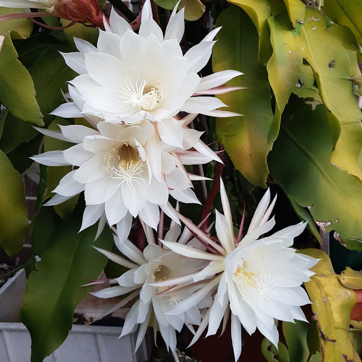 Epiphyllum Oxypetalum Gettyimages 1159194890