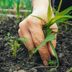 Natural Ways to Kill Weeds and Get Them Out Of Your Garden