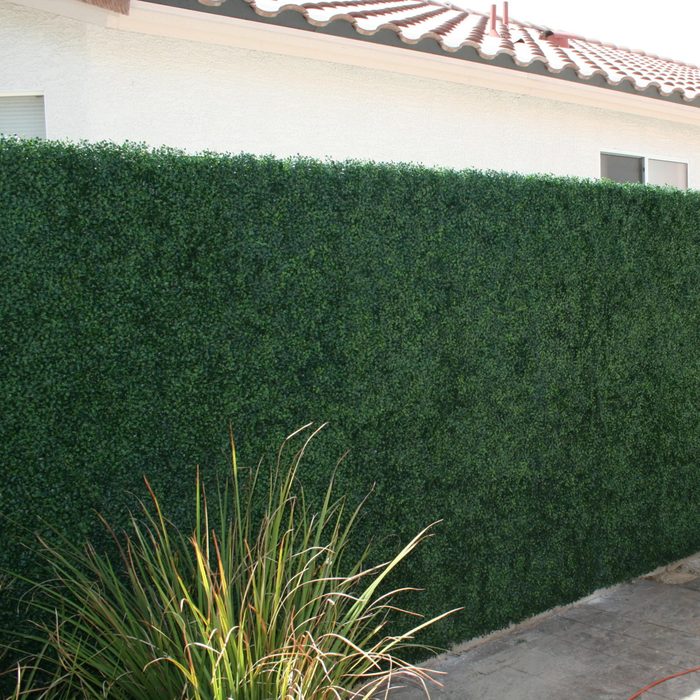 Green Privacy Screen