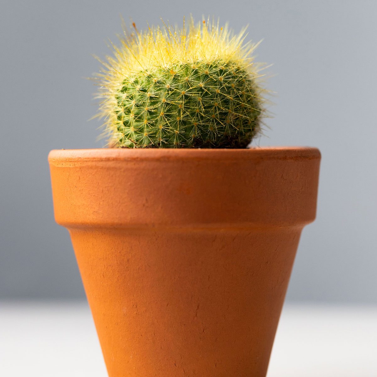 Mammillaria Cactus Gettyimages 1294514275