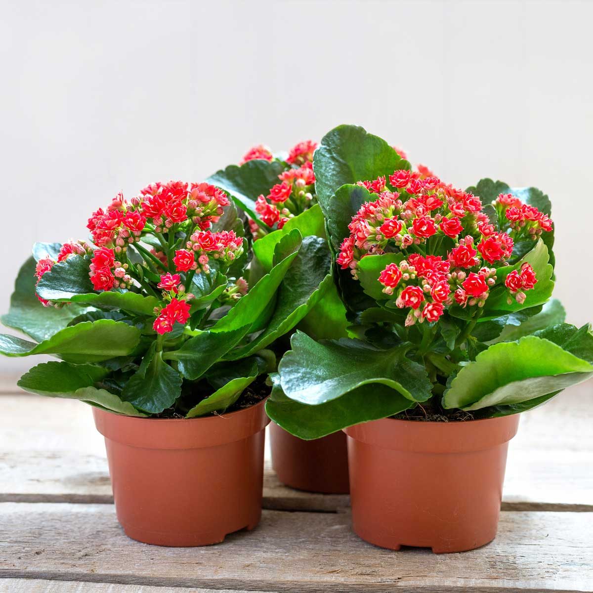 Red Kalanchoe Gettyimages 1202667570