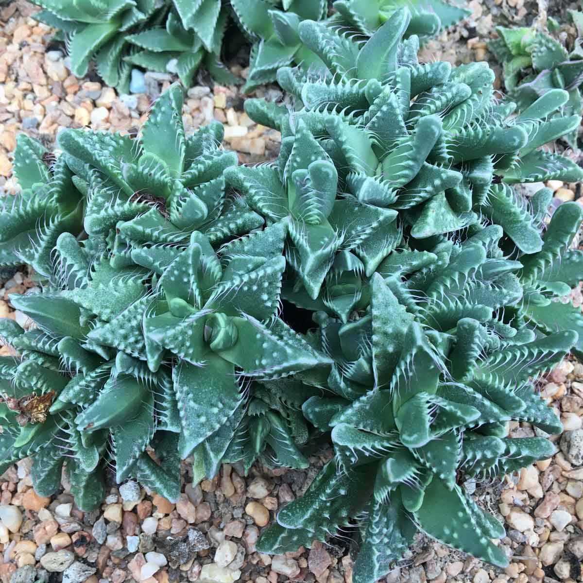 Tiger Jaws Faucaria Tigrina Gettyimages 834471038