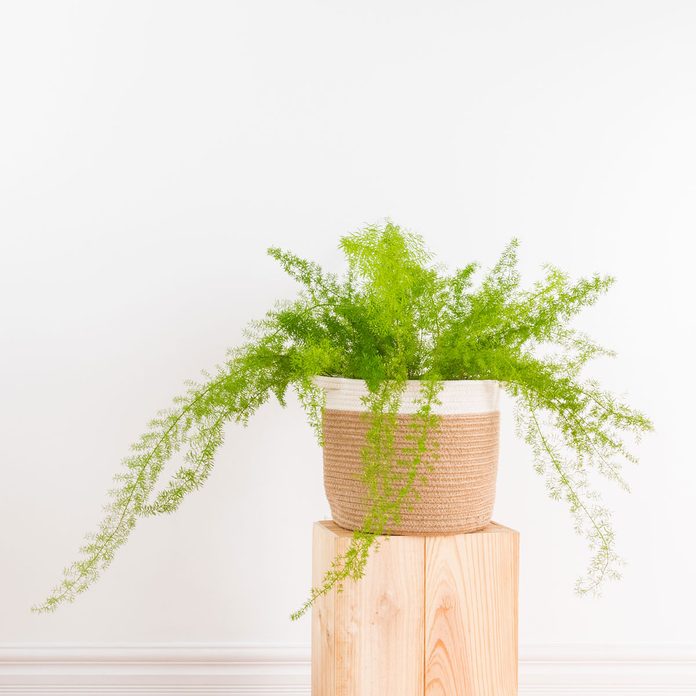Asparagus Fern Gettyimages 972247932