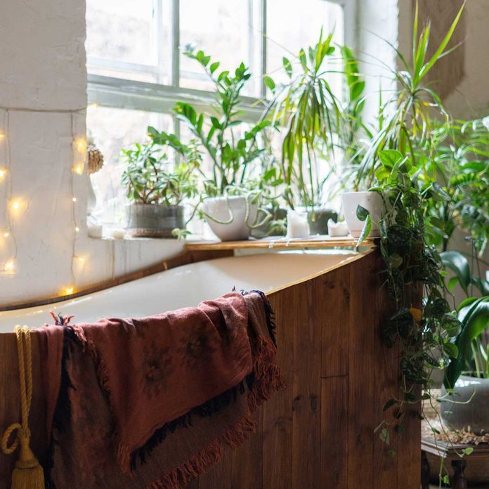 Bathroom Plants Gettyimages 1189414301