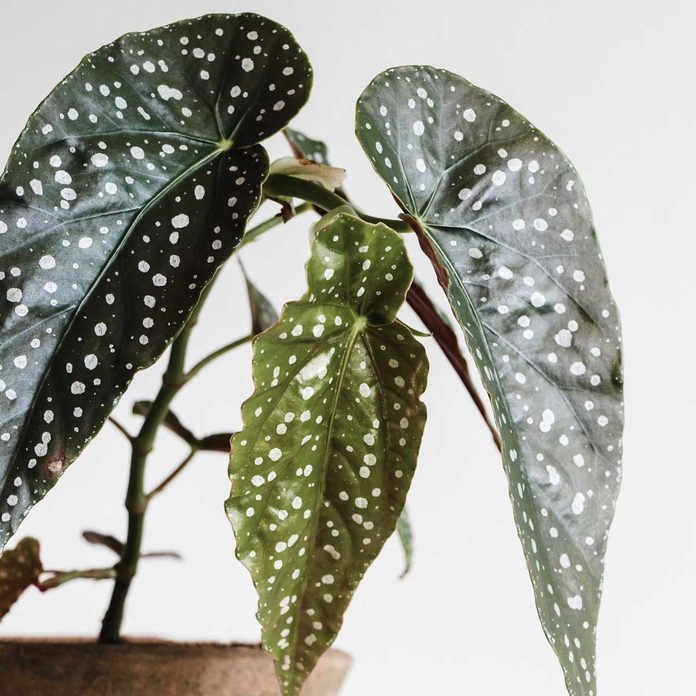 Polka Dot Begonia Gettyimages 1177058314