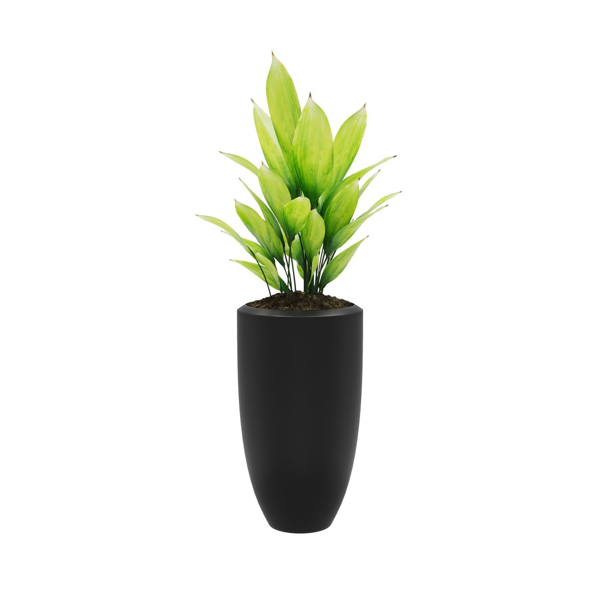 Cast Iron Plant Gettyimages 1144381285
