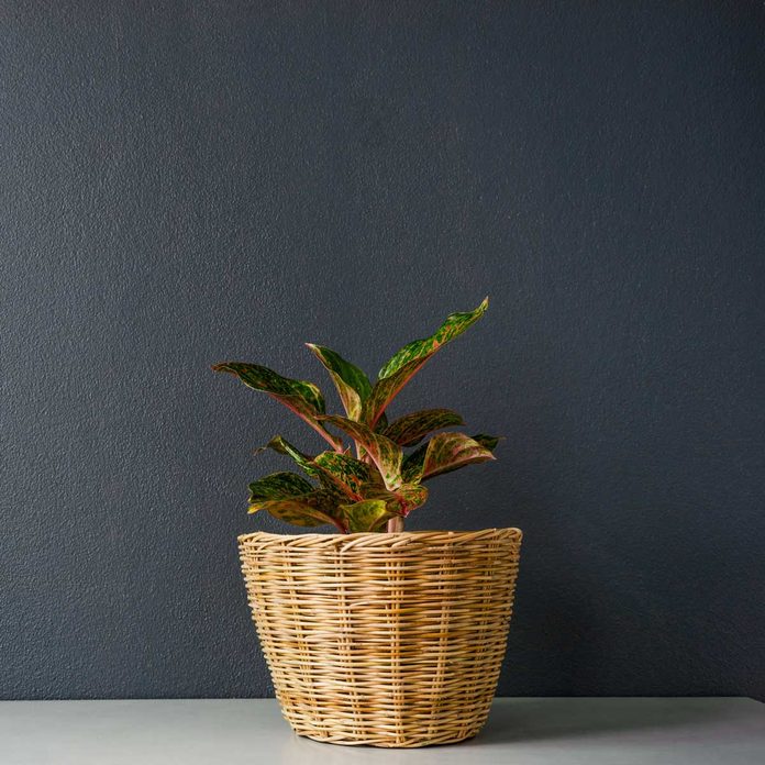 Chinese Evergreen Gettyimages 1010984788