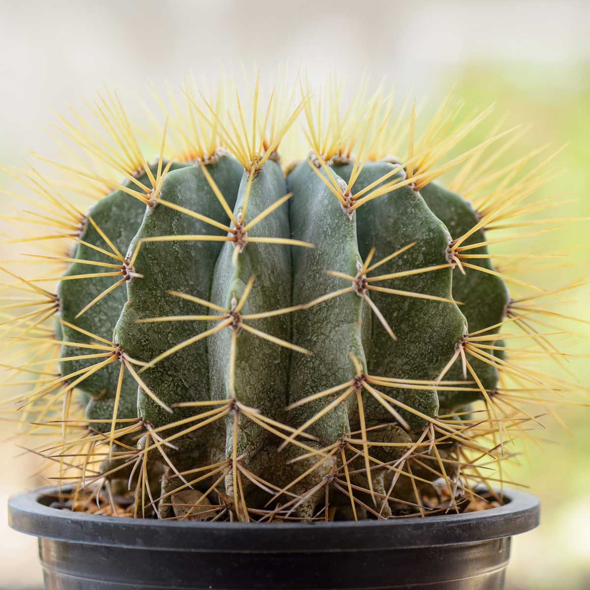 Ferocactus Glaucescens Gettyimages 489268271