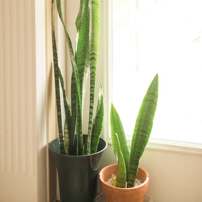 Snake Plant Gettyimages 1217927718