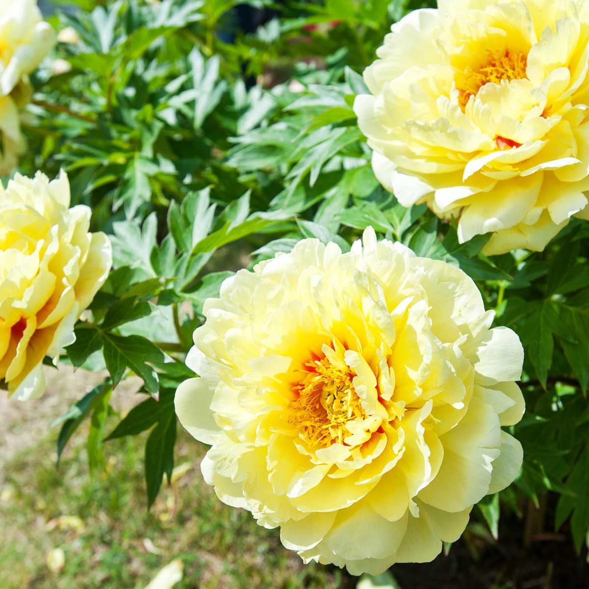 Bartzella Peony 