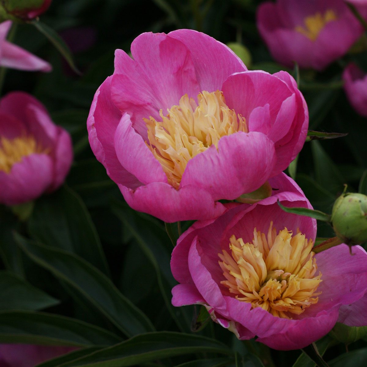 Bowl Of Beauty Peony