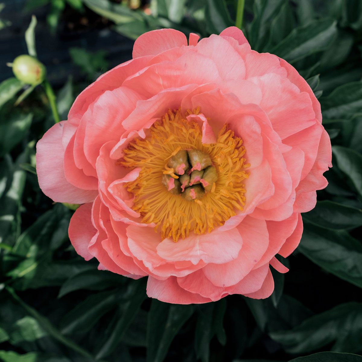 Coral Charm Peony 