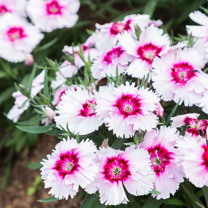 Dianthus