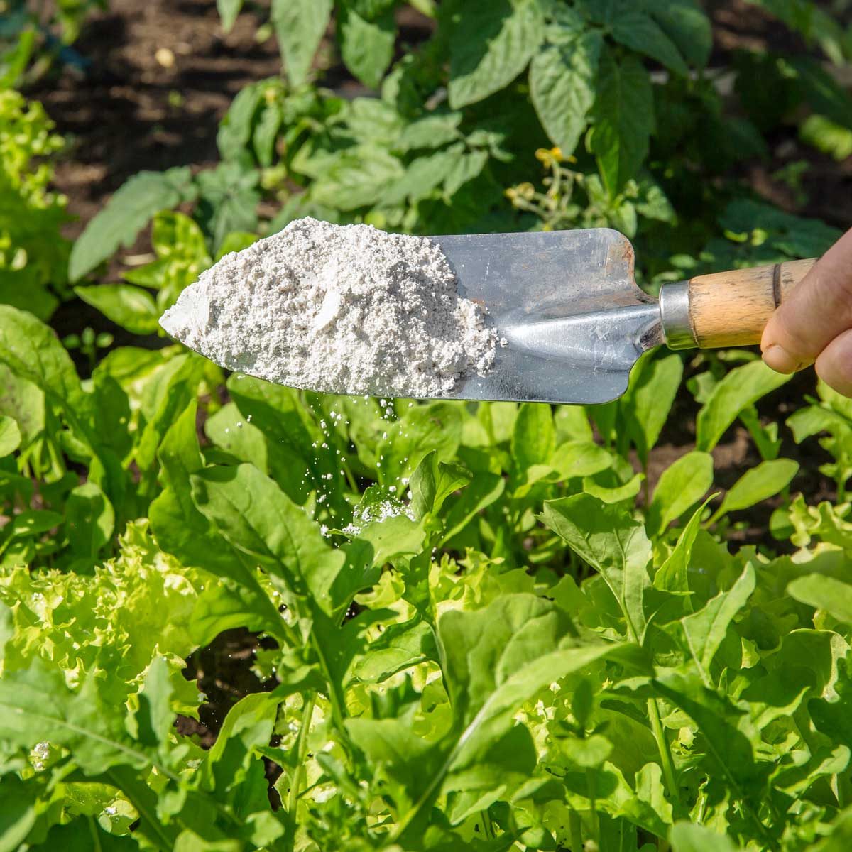 Diatomaceous Earth Gettyimages 1251355283