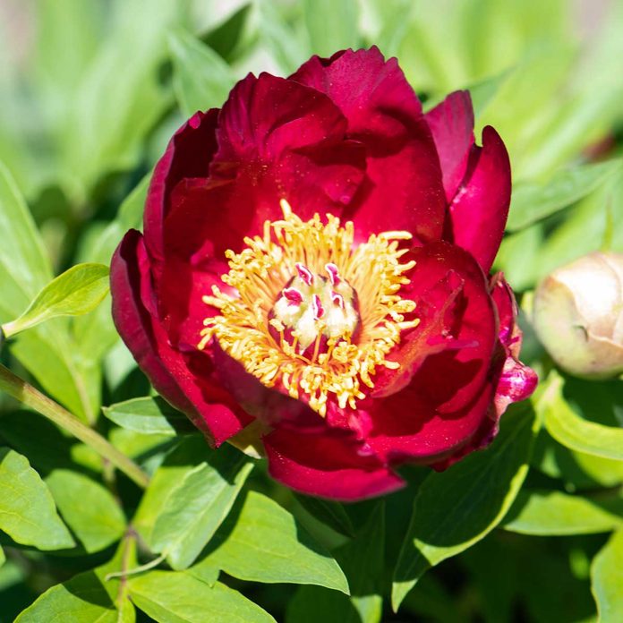 Fairy Princess Peony