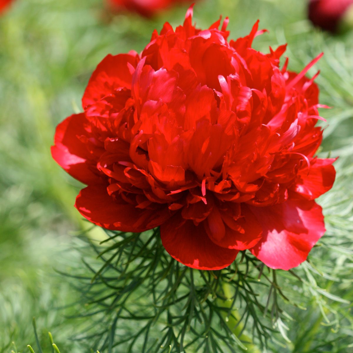 Fern Leaf Peony