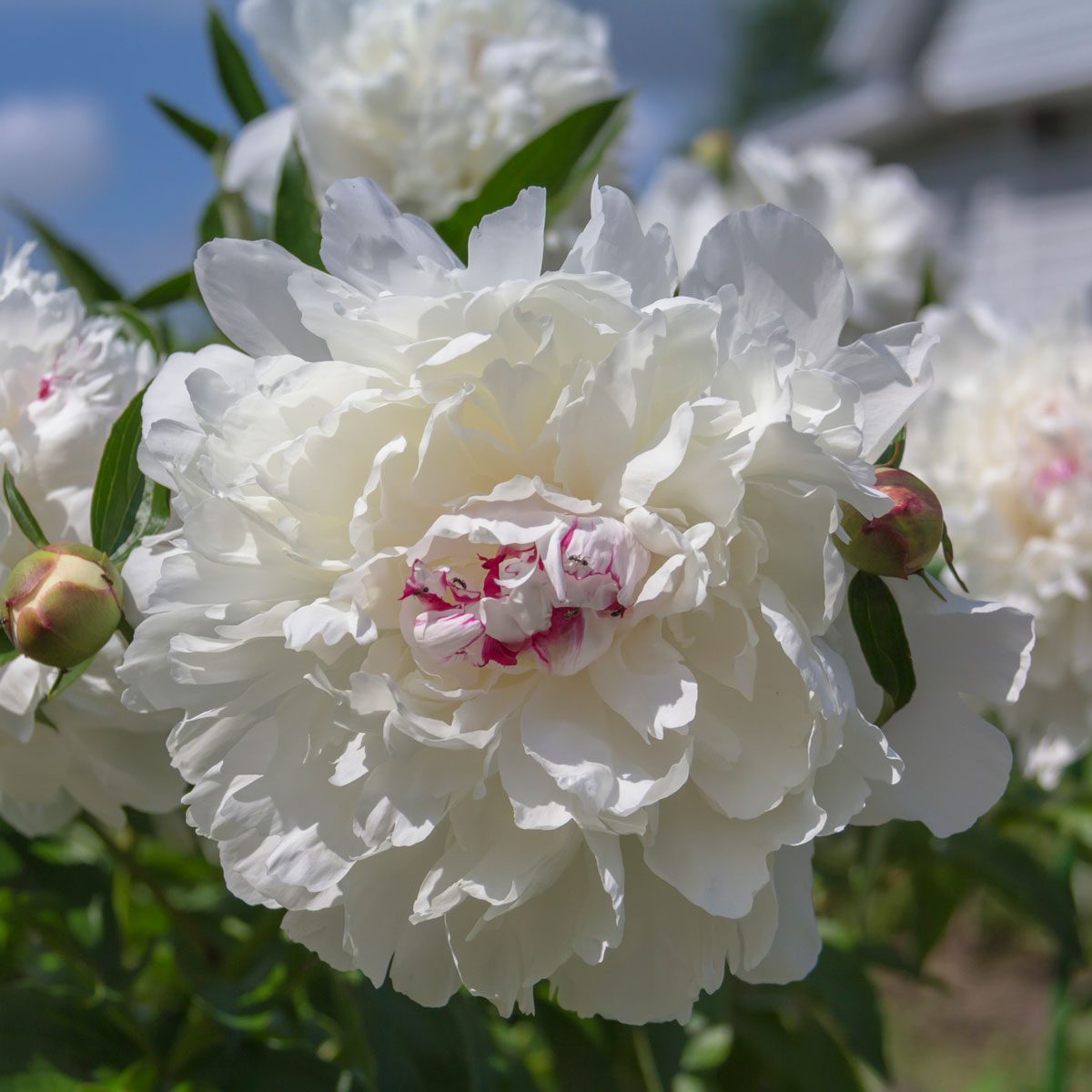 Festiva Maxima Peony