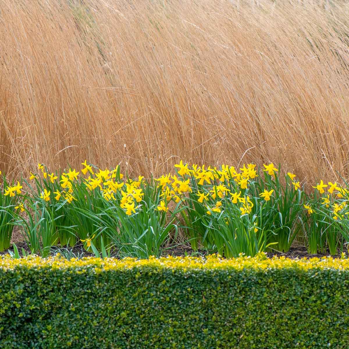 layered flower border