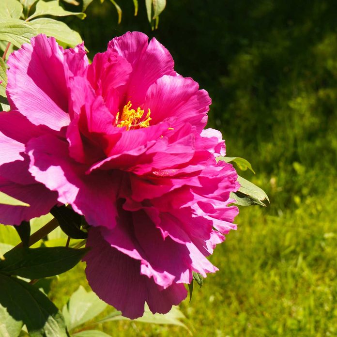Shimadaijin Peony