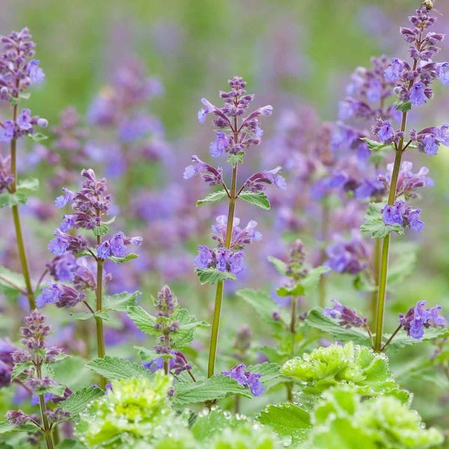 Walker's Low Catmint