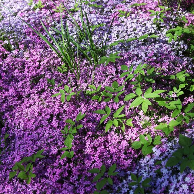 Creeping Phlox