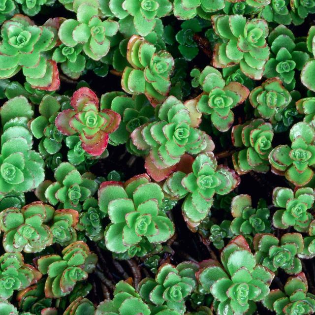 Creeping Sedum or stonecrop