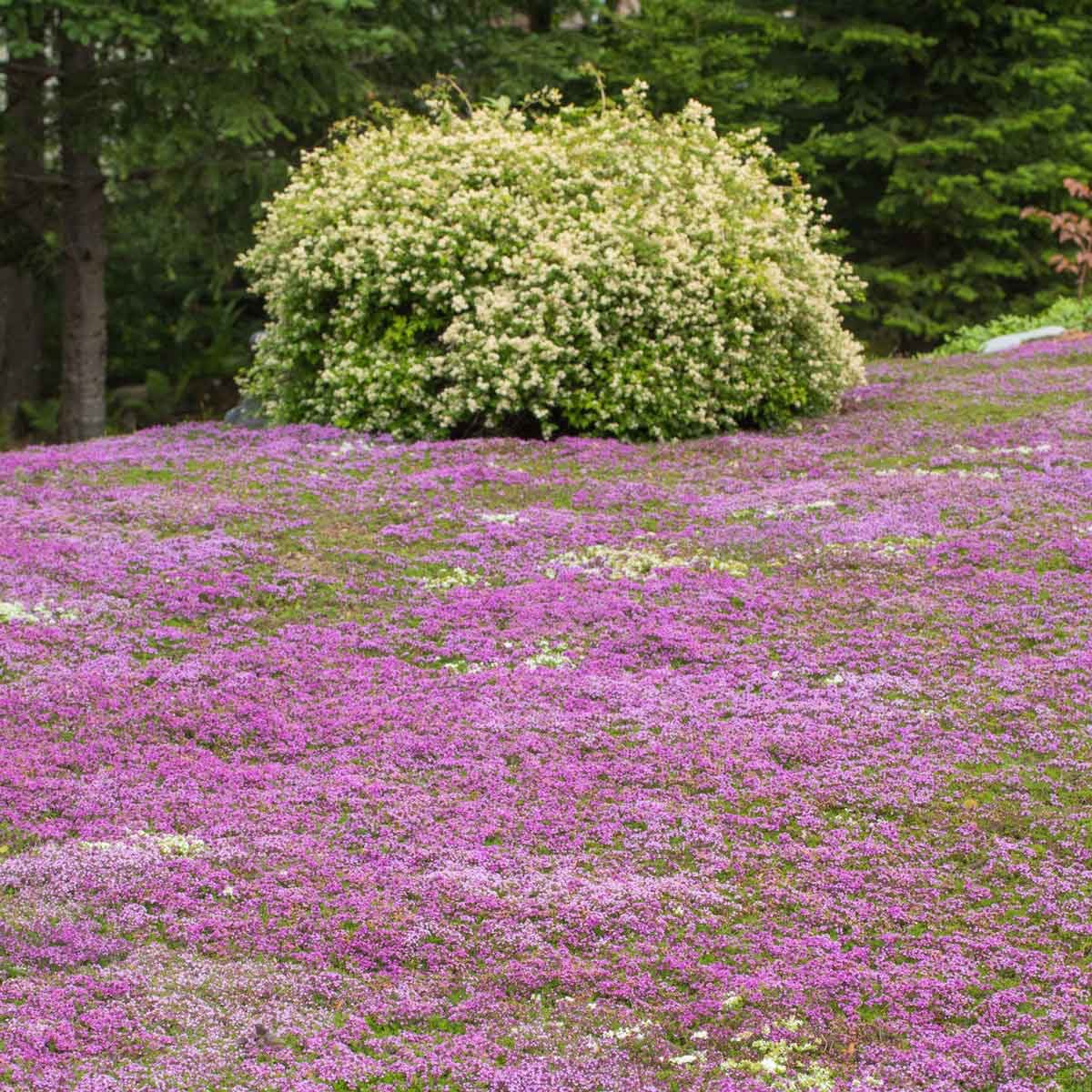 Creeping Thyme
