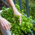 How to Prune Basil