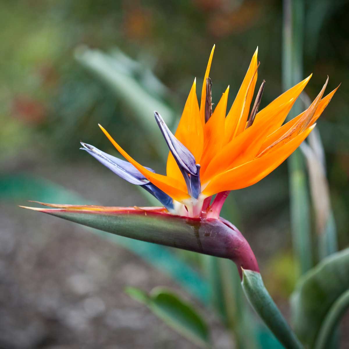 Exotic Flower 