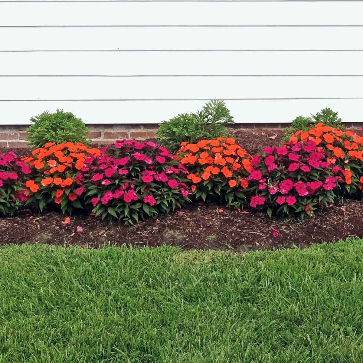 Flower Border 