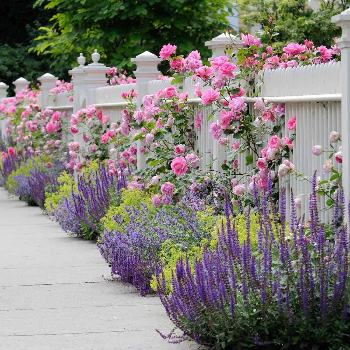 Flower Border 