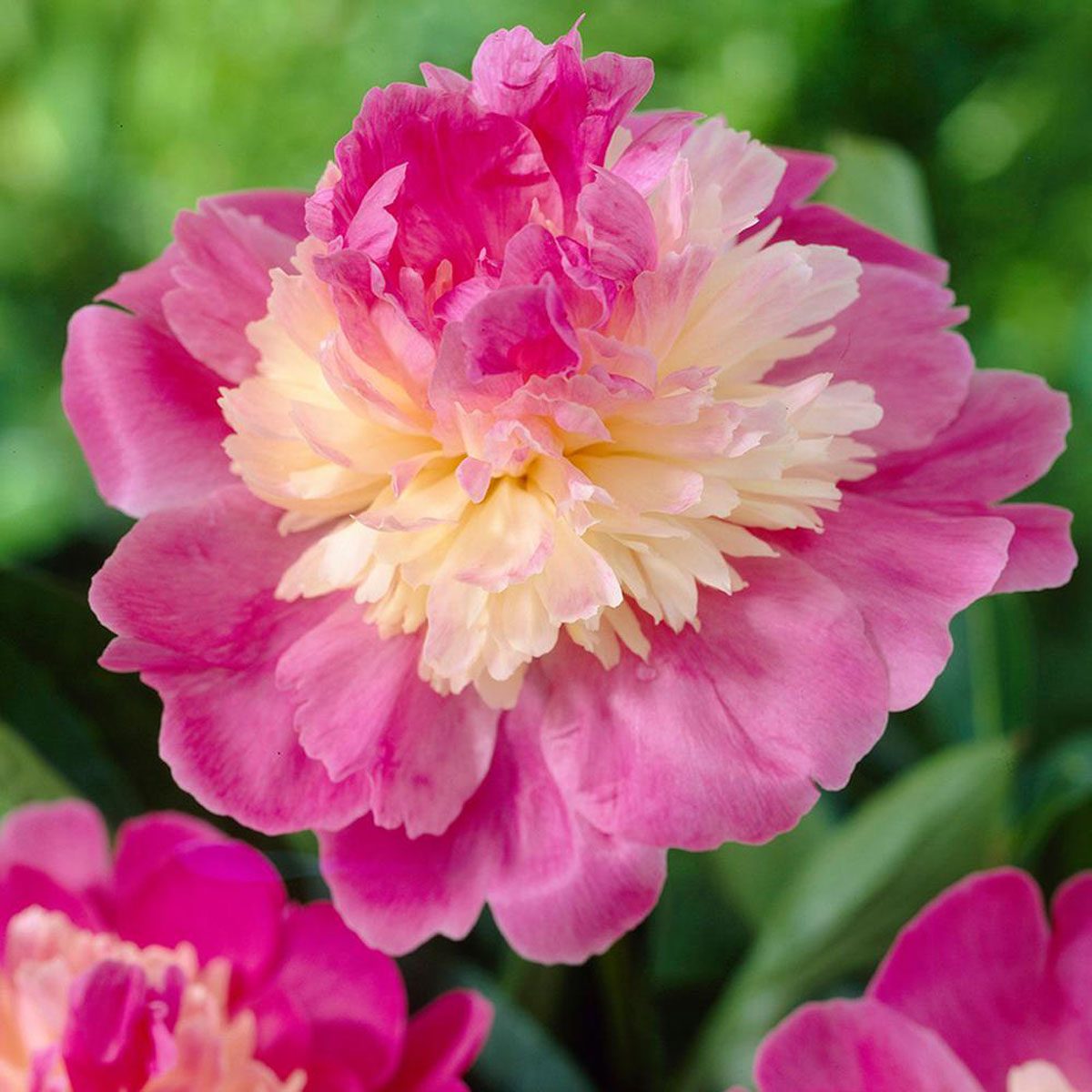 Gay Paree Peony