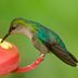 9 Expert Tips for Attracting Hummingbirds to Your Backyard