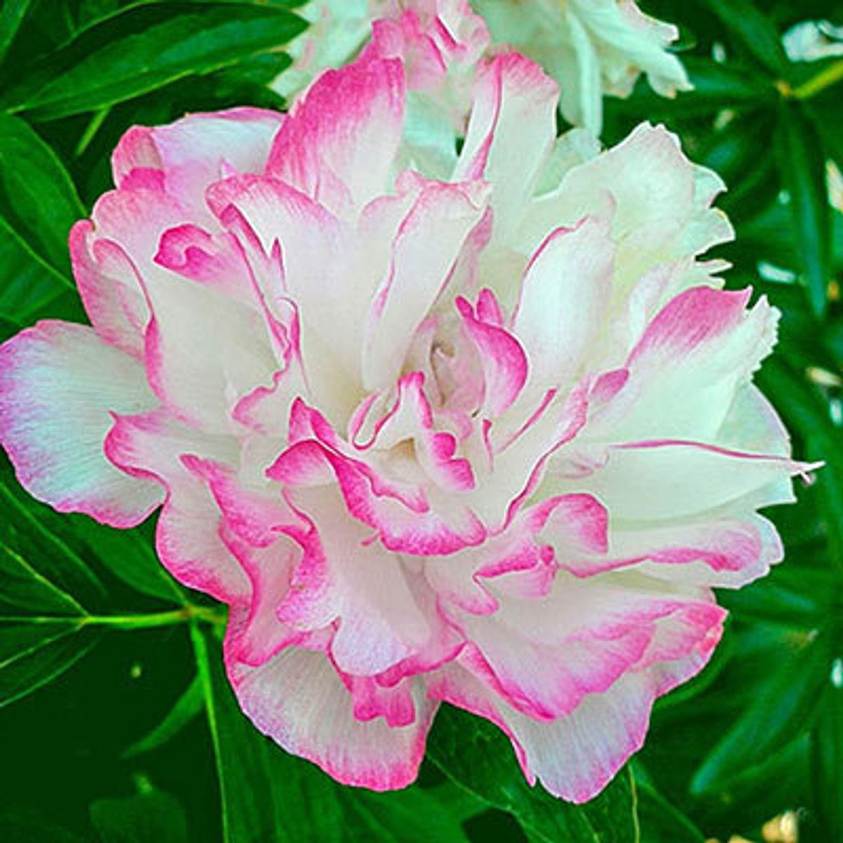 Joker Peony