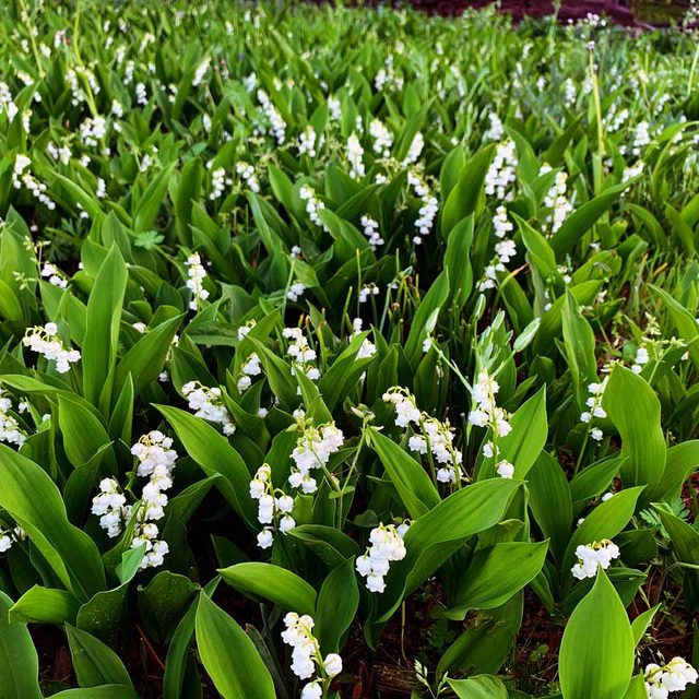 Lily Of The Valley