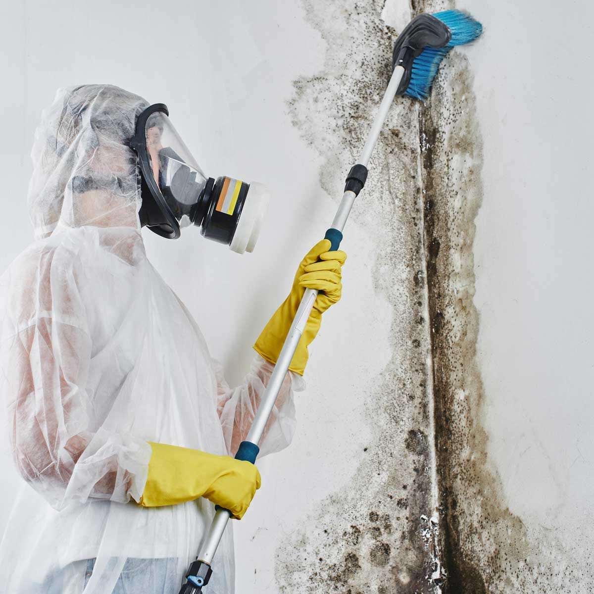 Mold Removal