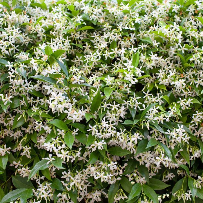 Star Jasmine