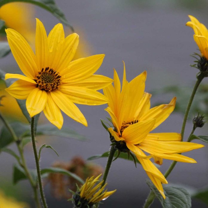Sunchoke Jerusalem Artichoke