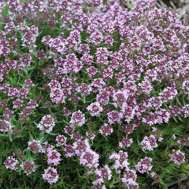 Thymus Citriodorus Spicy Orange Creeping Thyme